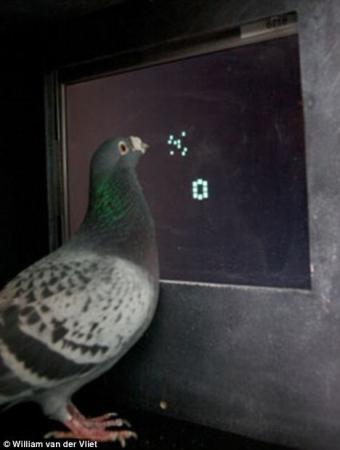 研究证明鸽子具备识别抽象数字能力